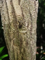 Polycesta