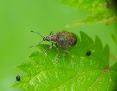 Peritelus sphaeroides