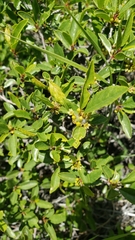 Frangula rubra rubra