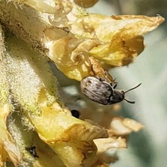 Acanthoscelides pullus
