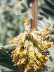 Acanthoscelides pullus