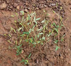 Desmodium linearifolium