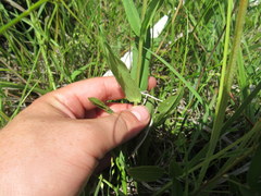 Penstemon laevigatus