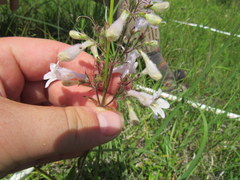 Penstemon laevigatus