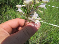 Penstemon laevigatus