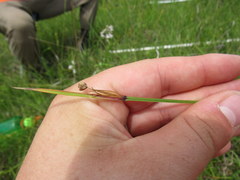 Sisyrinchium mucronatum