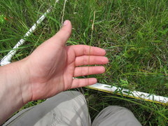 Sisyrinchium mucronatum