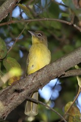 Chlorocichla flaviventris