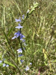 Lobelia spicata