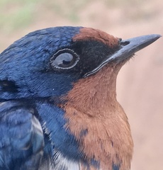 Hirundo angolensis