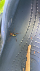 Neoclytus acuminatus