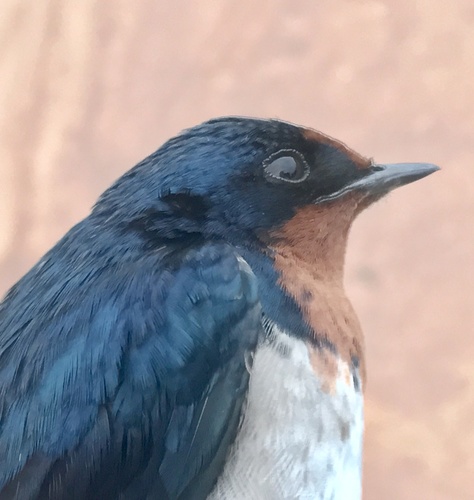 Angola Swallow