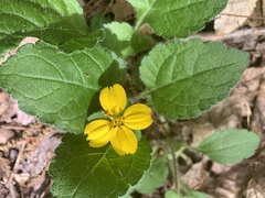Chrysogonum