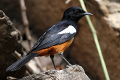 Thamnolaea cinnamomeiventris