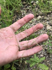 Eragrostis gangetica