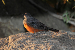 Thamnolaea cinnamomeiventris