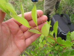 Crataegus collina