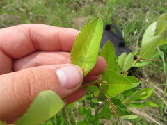 Crataegus collina
