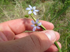 Sisyrinchium mucronatum