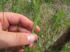 Sisyrinchium mucronatum
