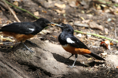 Thamnolaea cinnamomeiventris