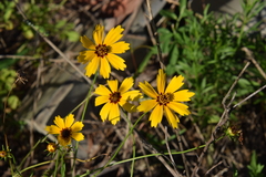 Coreopsis basalis