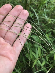 Digitaria violascens