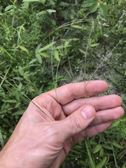 Digitaria violascens