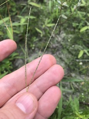 Digitaria violascens