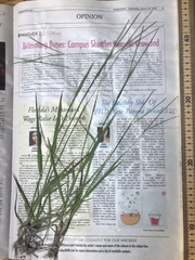 Digitaria violascens