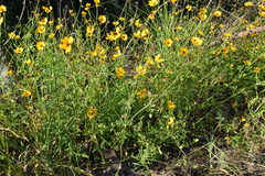 Coreopsis basalis