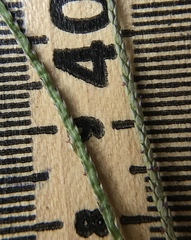 Digitaria violascens