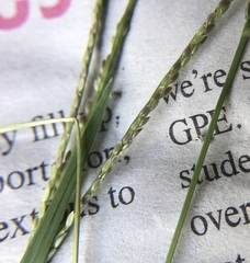 Digitaria violascens