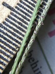 Digitaria violascens