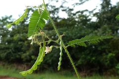 Aeschynomene americana