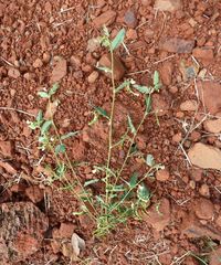 Aeschynomene americana