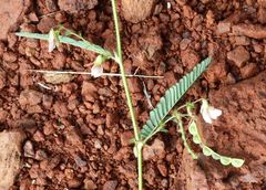 Aeschynomene americana