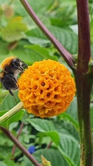 Angiospermae