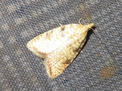 Aleimma loeflingiana