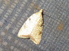 Aleimma loeflingiana