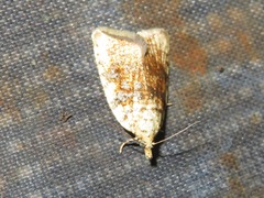 Aleimma loeflingiana