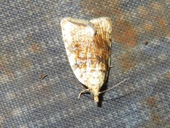 Aleimma loeflingiana