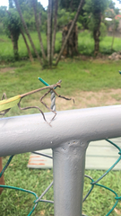 Pseudovates chlorophaea