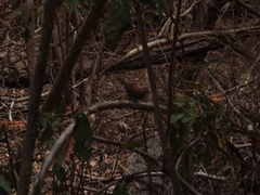 Thryophilus pleurostictus