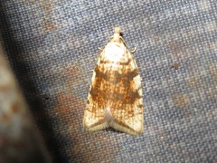 Aleimma loeflingiana