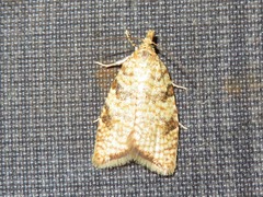 Aleimma loeflingiana