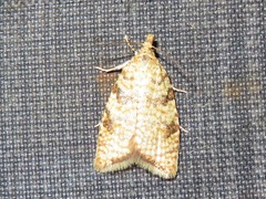 Aleimma loeflingiana