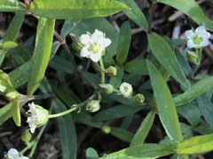 Moehringia macrophylla