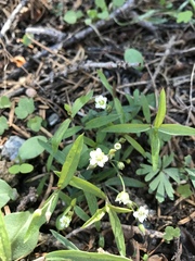Moehringia macrophylla