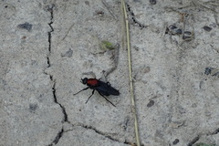 Clitellaria ephippium